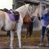 Connect the Mind to the Hind with Wildwood Horsemanship
